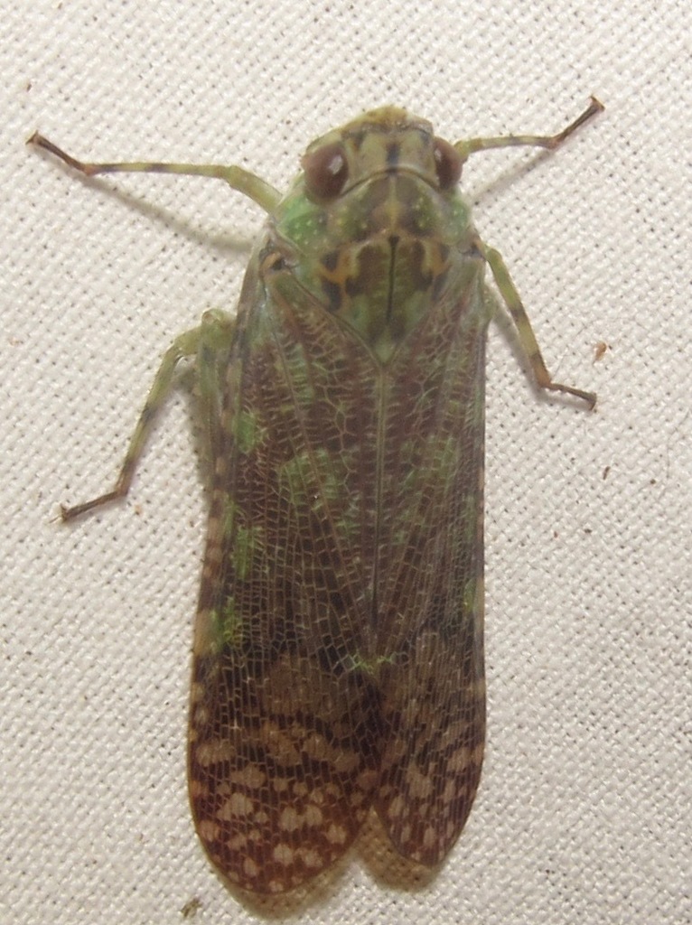 Echetra
