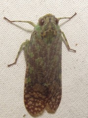 Echetra abrahami