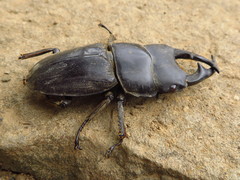 Dorcus ritsemae volscens