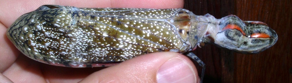 Fulgora lampetis