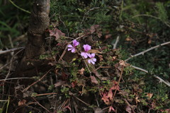 Pelargonium peltatum