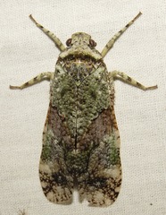 Fulgoricesa peruviana
