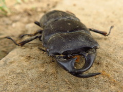 Dorcus ritsemae volscens