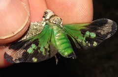 Fulgoricesa peruviana