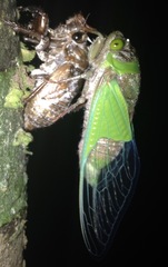 Hemisciera maculipennis