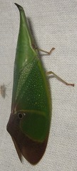 Odontoptera carrenoi