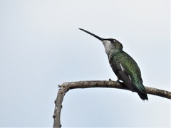 Heliomaster furcifer