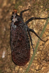 Phrictus auromaculatus