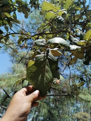 Quercus laeta