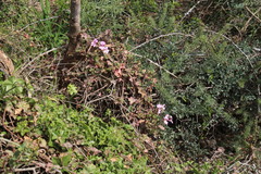 Pelargonium peltatum