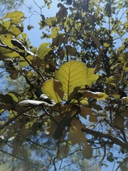Quercus laeta