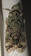 Fulgoricesa peruviana