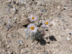 Erigeron parishii