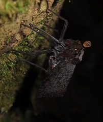 Phrictus auromaculatus