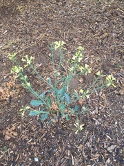 Brassica oleracea viridis