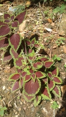 Coleus scutellarioides