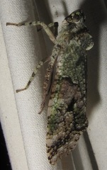 Fulgoricesa peruviana