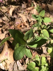 Lysimachia clethroides