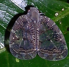 Nogodina reticulata