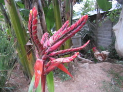 Aechmea tillandsioides
