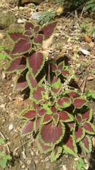 Coleus scutellarioides