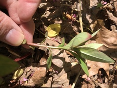 Lysimachia clethroides
