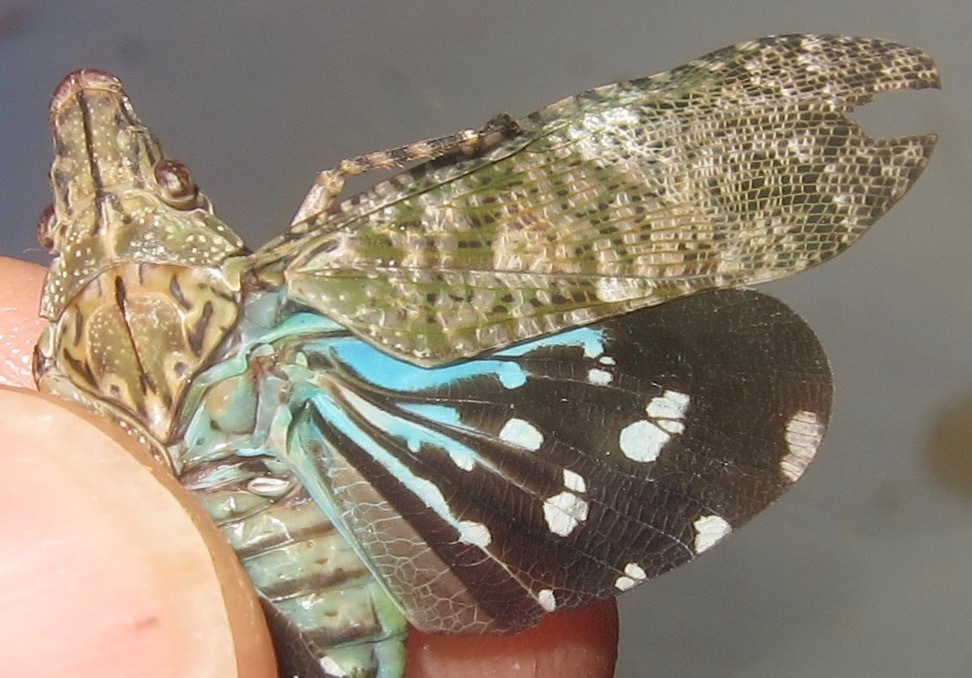 Neocynthus