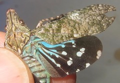 Neocynthus crassus