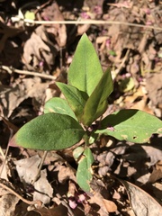 Lysimachia clethroides