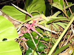 Tillandsia streptophylla