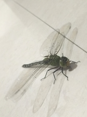 Anax guttatus