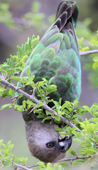 Poicephalus cryptoxanthus cryptoxanthus