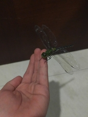 Anax guttatus