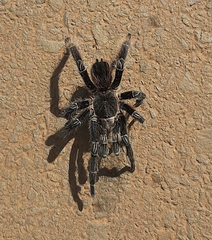 Eupalaestrus crassimetatarsis