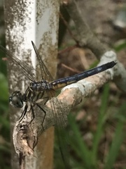 Pachydiplax longipennis