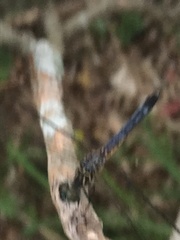 Pachydiplax longipennis