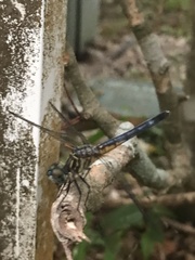 Pachydiplax longipennis