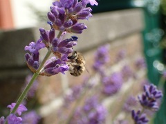 Anthophora quadrimaculata