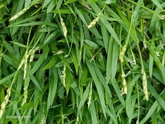 Zoysia matrella