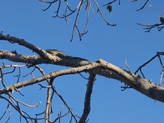 Iguana iguana