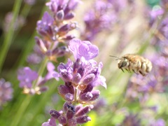 Anthophora quadrimaculata