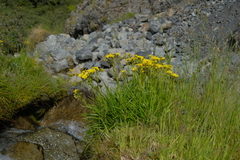 Dolichoglottis lyallii