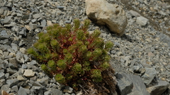 Epilobium pycnostachyum