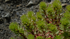 Epilobium pycnostachyum