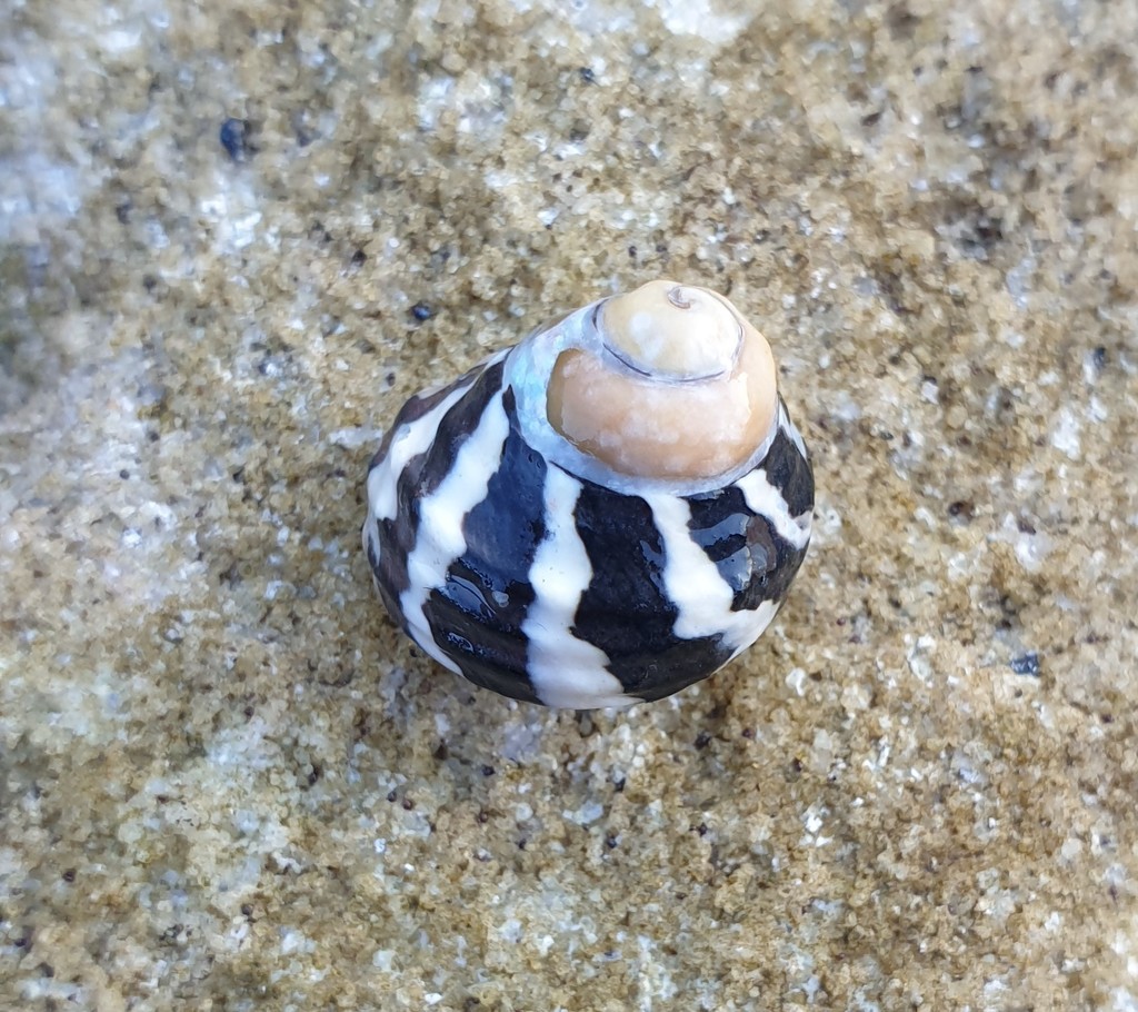 Zebra Top Snail from Sydney NSW, Australia on May 03, 2021 at 0417 PM