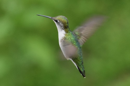 Ruby-throated Hummingbird photographed in Pennsylvania
