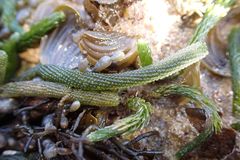 Caulerpa simpliciuscula