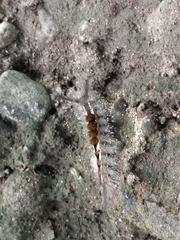 Erebidae