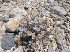 Erigeron parishii