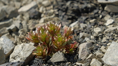 Epilobium pycnostachyum